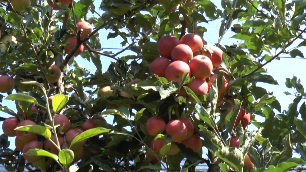 Voćari na području Srednje Bačke očekuju solidan rod jabuka