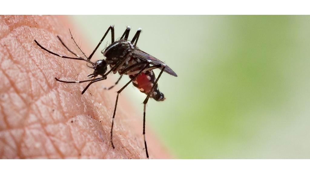 Suzbijanje larvi komaraca na teritoriji opštine Bačka Palanka