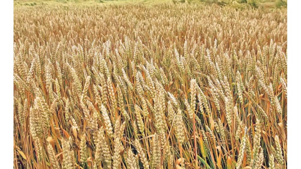 Očekivani rod pšenice ove godine tri miliona tona