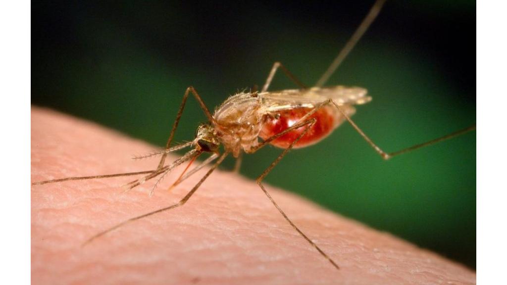 Tretman suzbijanja komaraca sa zemlje i iz vazduha