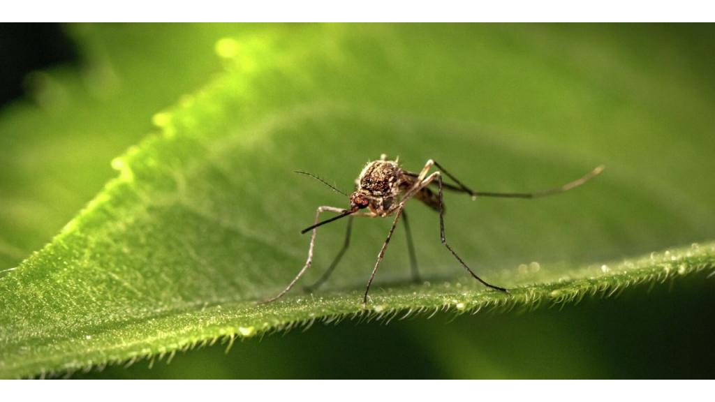 Novi tretman suzbijanja larvi komaraca
