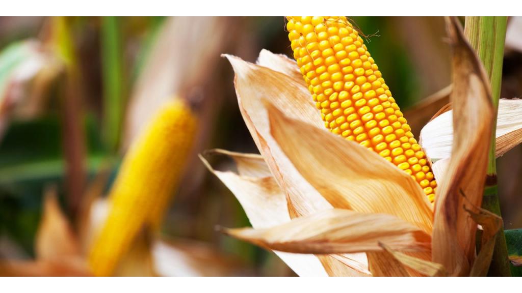 Za domaće proizvođače kukuruza ovo će biti jedna od lošijih sezona