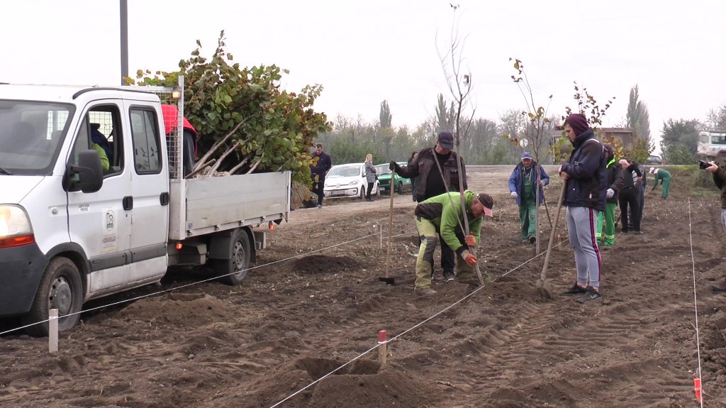 Oko 200 novih stabala na javnim površinama opštine Bečej