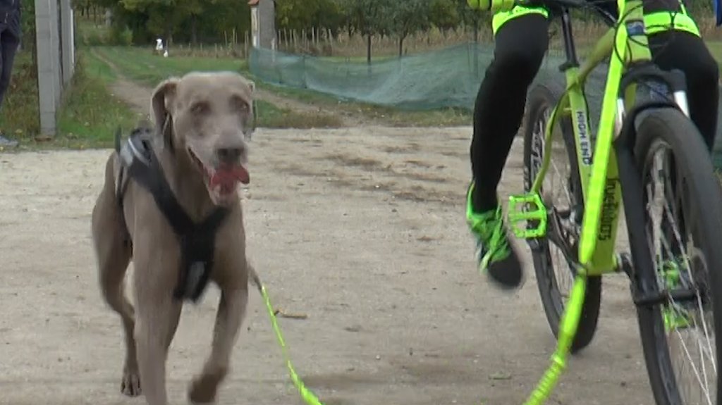 U toku je prijava za trku zaprege pasa koja će se održati 11. novembra