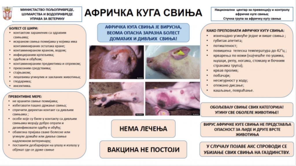 Novi slučajevi zaraze afričkom kugom svinja u Jameni i Višnjićevu