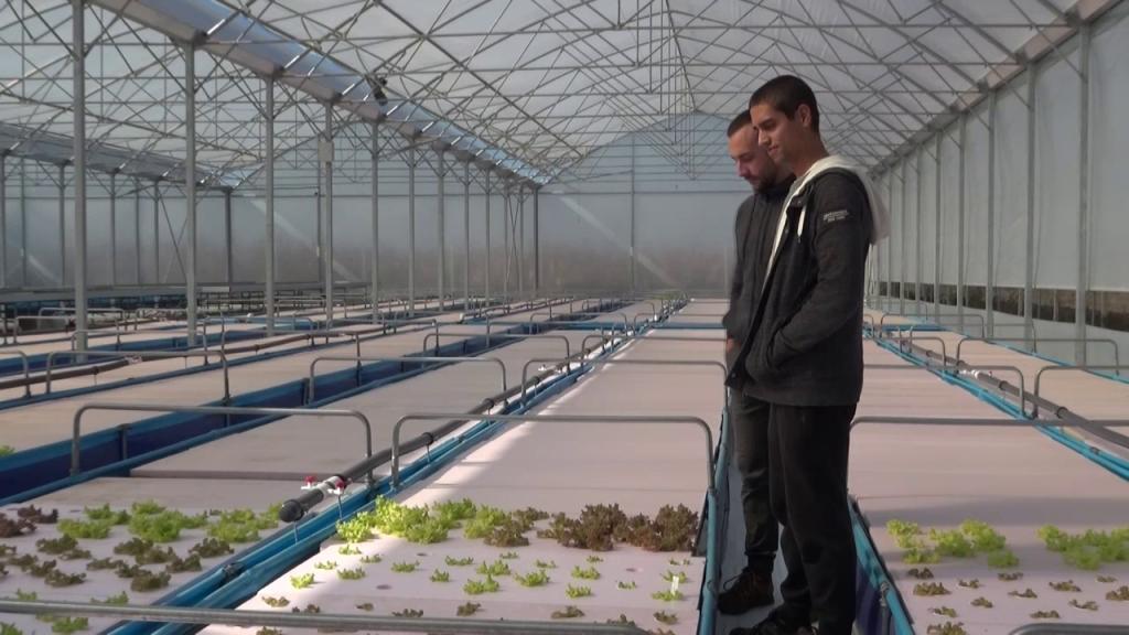 Novi način proizvodnje povrća akvaponija i u Kikindi