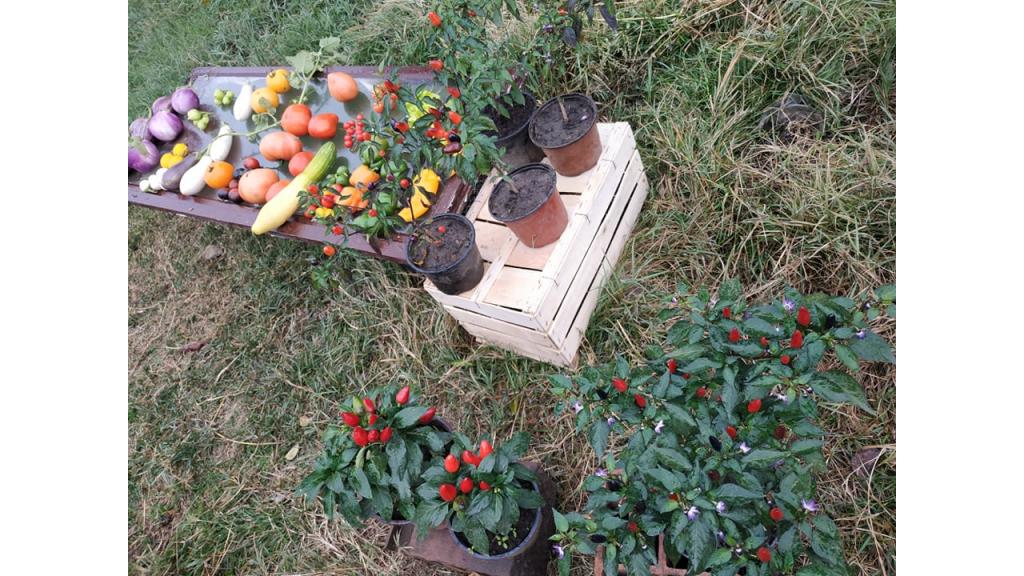 Kikinđanin Zoran Milić proizvodi neuobičajeno povrće za našu sredinu