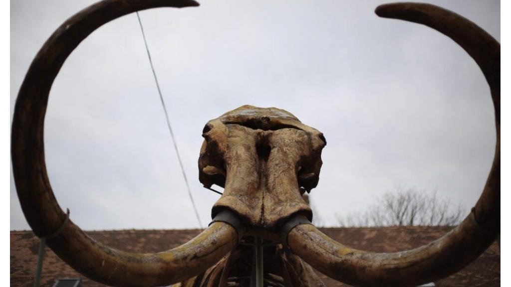 Da li ste znali da je naša Kika predvodila krdo mamuta?