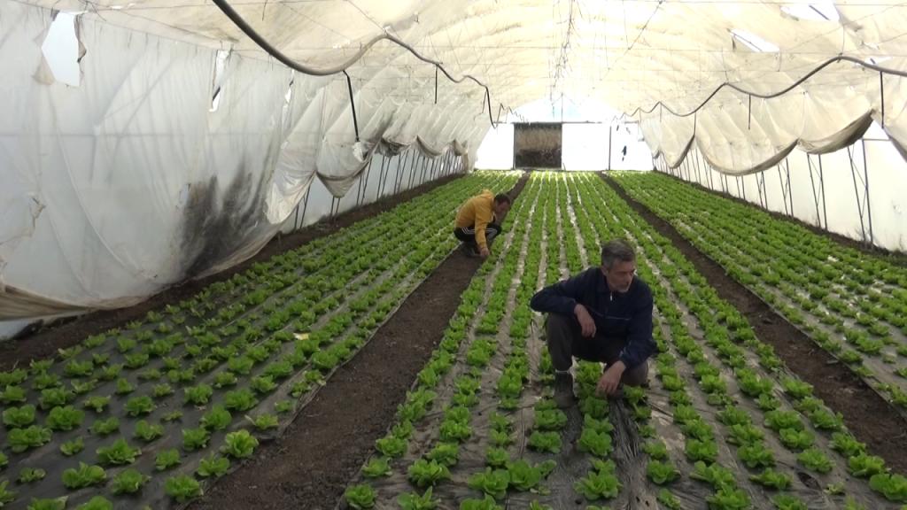 “Banatska lenija” i grad Kikinda obnovili ugovor o Poljoprivredno-preduzetničkom inkubatoru