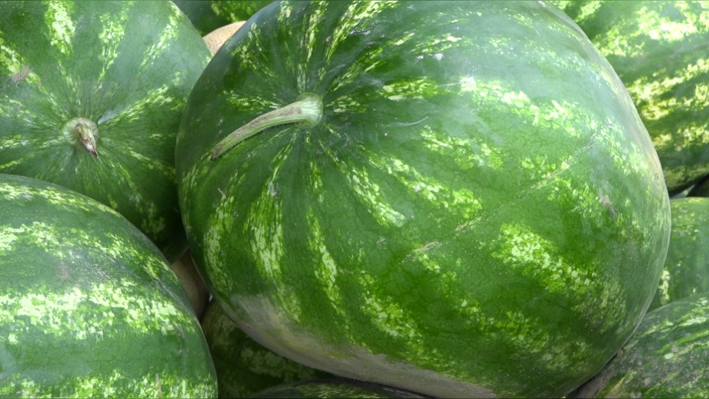 Čika Stojanove lubenice po ukusu su i meri sugrađana za letnje osveženje