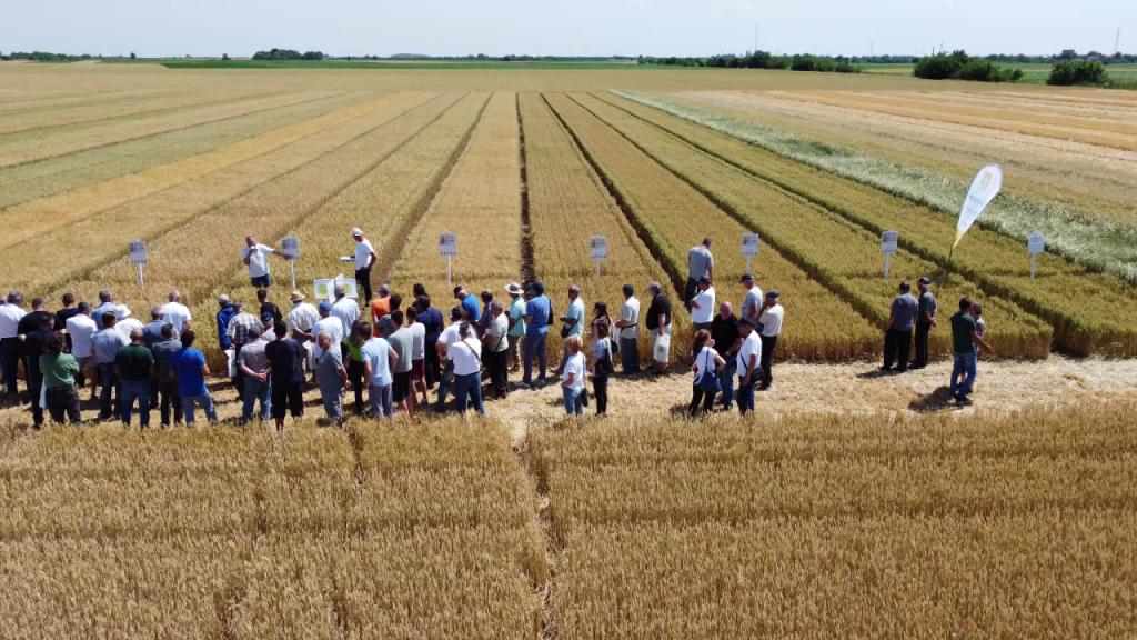 Žetva pšenice počeće u trećoj dekadi juna, prinosi manji u odnosu na lane