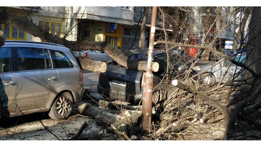 Stablo pincike oštetilo tri vozila u ulici Braće Tatić
