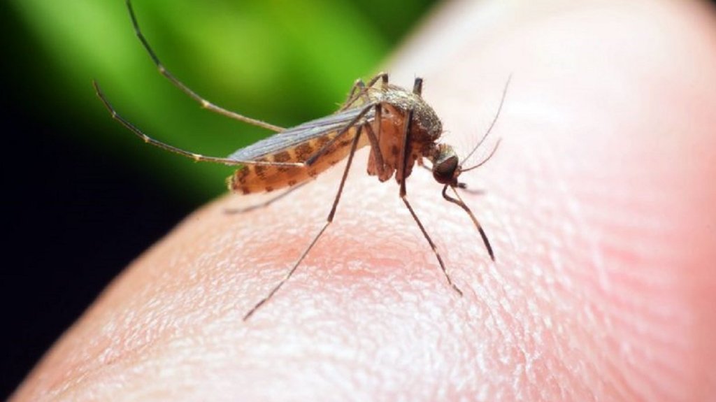 Od sutra larvicidni tretman komaraca na kanalima i barama 