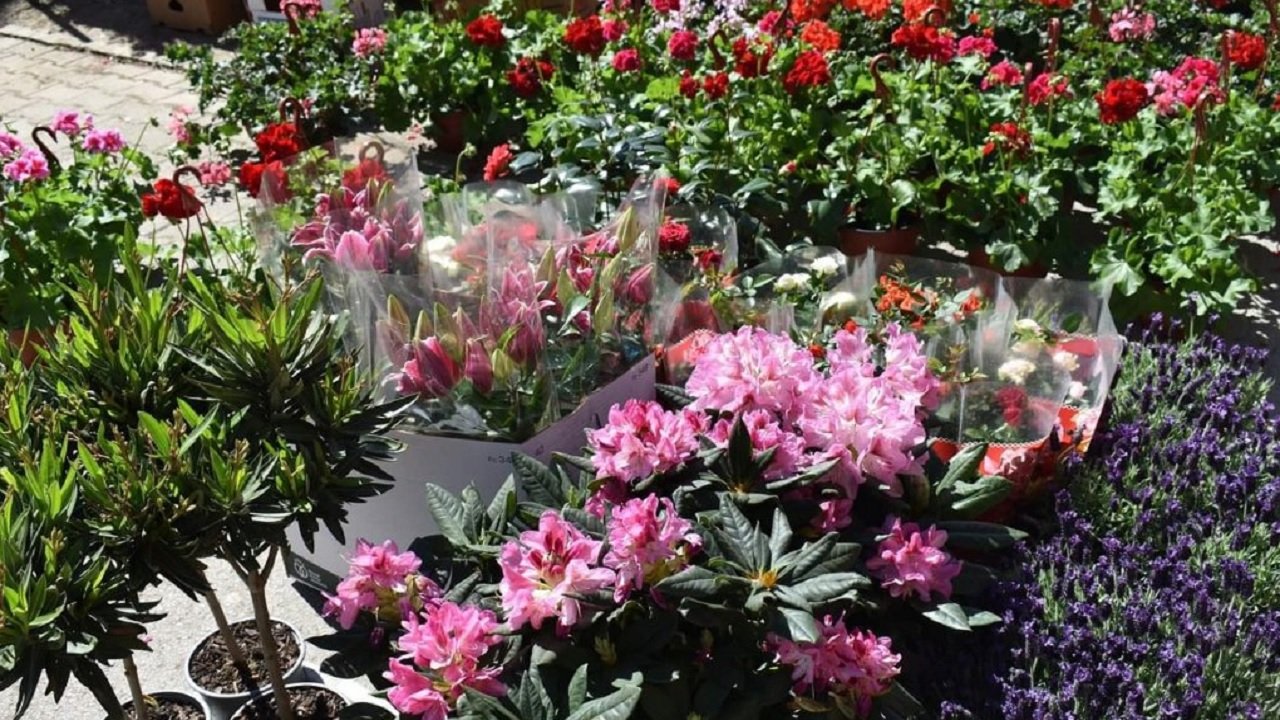 Posetite Festival cveća i Uskršnji bazar u Novom Bečeju