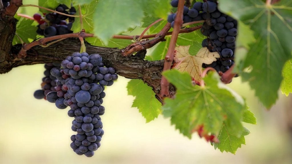Donet pravilnik o podsticajima za podizanje višegodišnjih zasada vinove loze