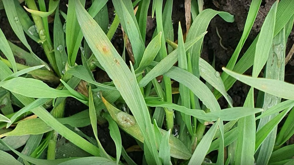 Preporuka proizvođačima žita: Neophodan herbicidni tretman u cilju smanjenja korova