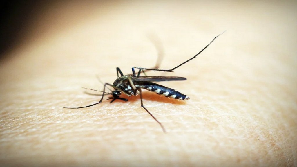 Od sutra tretman suzbijanja komaraca na teritoriji opštine i priobalju Tise