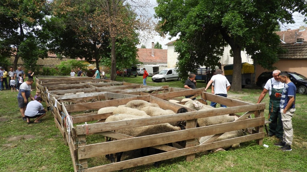 U subotu, 21. maja, „Dani ovčarstva“ u Kumanu 