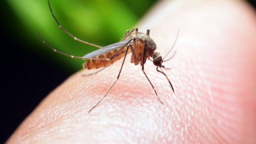 Sutra tretman suzbijanja komaraca na teritoriji opštine