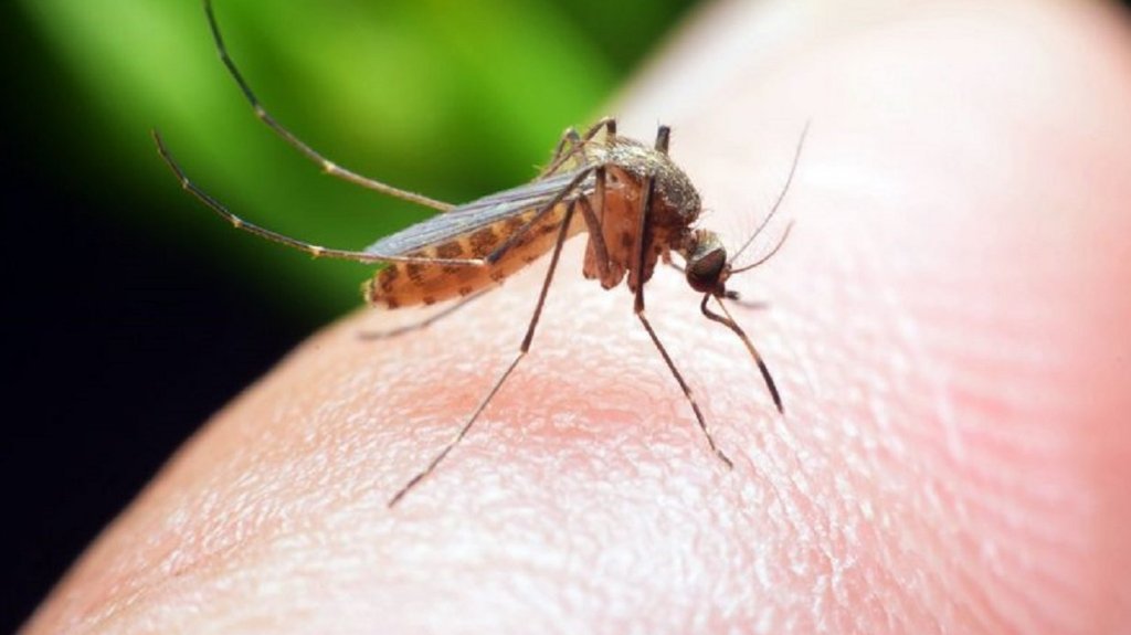 Od sutra larvicidni tretman komaraca u opštini Novi Bečej