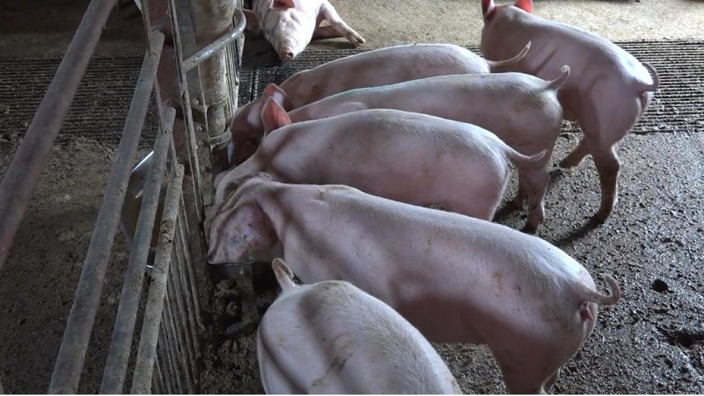 Potvrđeno 1.923 slučaja afričke kuge svinja