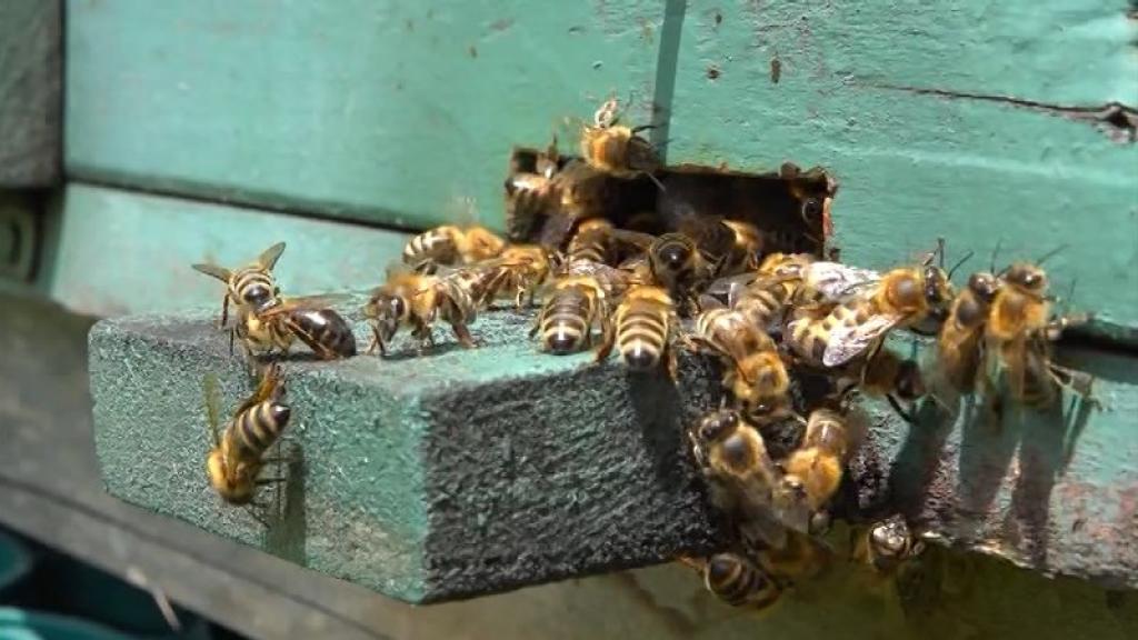 Otvoren konkurs za dodelu sredstava za nabavku opreme za pčelarstvo