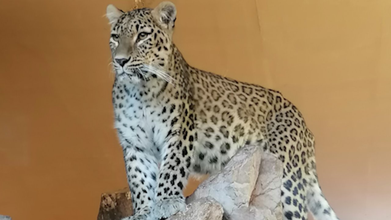 Ženka leoparda nova stanovnica Zoo-vrta