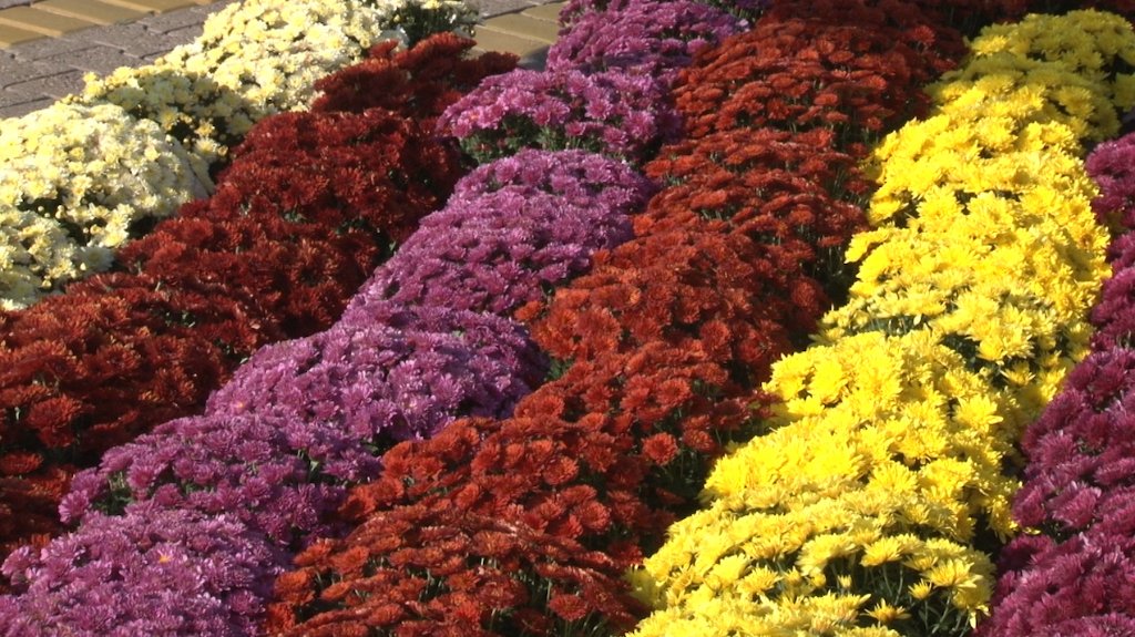 Veliki izbor cveća  na  „Cvetnoj pijaci” i „Garden Flori”    