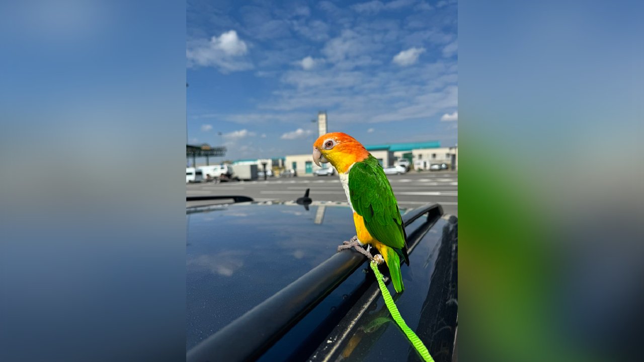 Zaplenjen zaštićeni papagaj