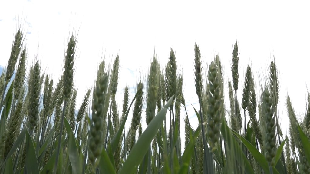 Suša preti da prepolovi prinos pšenice