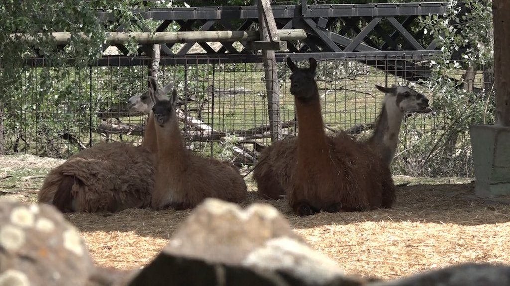 Zoo-vrt na Paliću bogatiji  za četiri mladunčeta