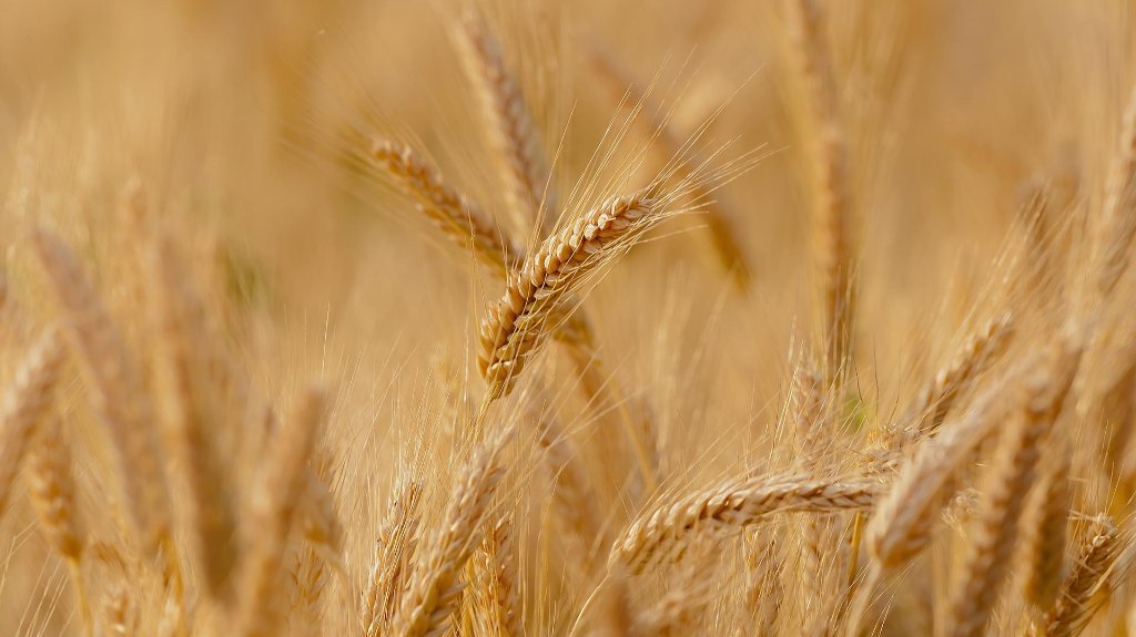 Prinos pšenice niži i do 20 odsto