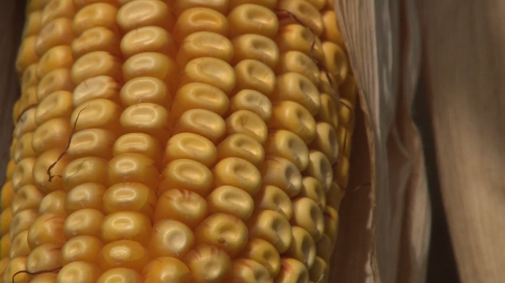 Loše prognoze za kukuruz  - ponavlja se 2012.godina