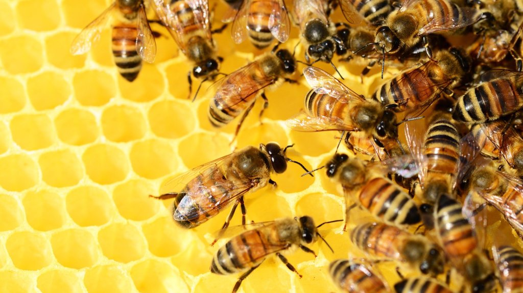 Pčelari završavaju sezonu, meda ima više nego lane