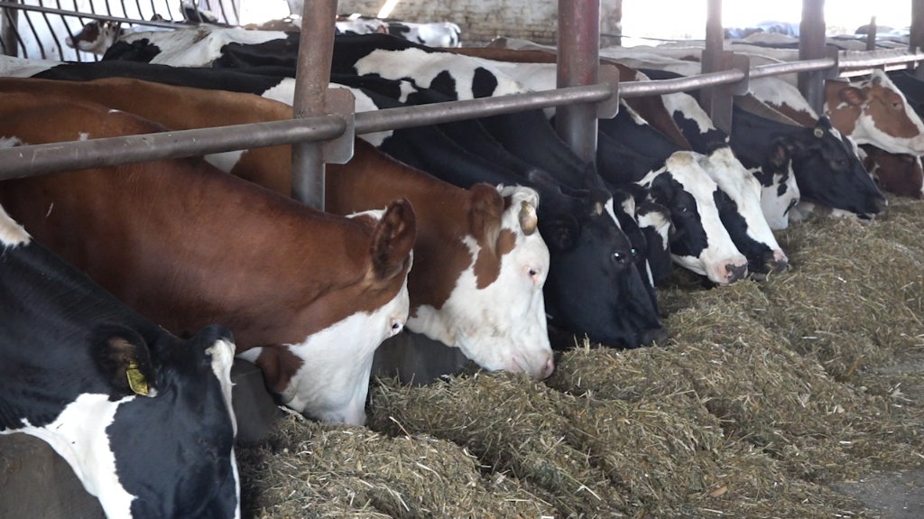 Mleka nema na rafovima – biće ga sve manje i na farmama
