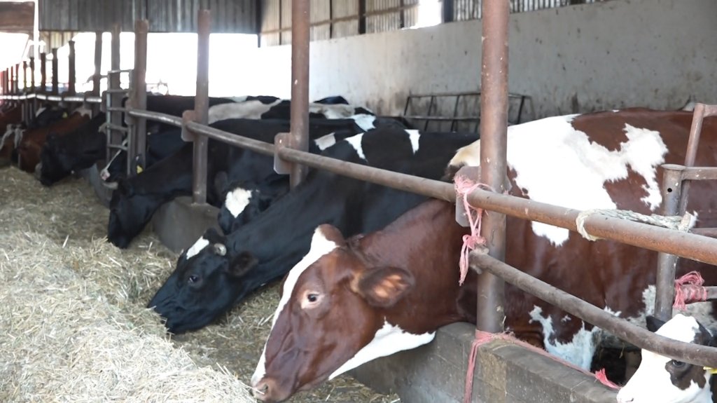 Država daje 240 kg kukuruza po mlečnoj kravi