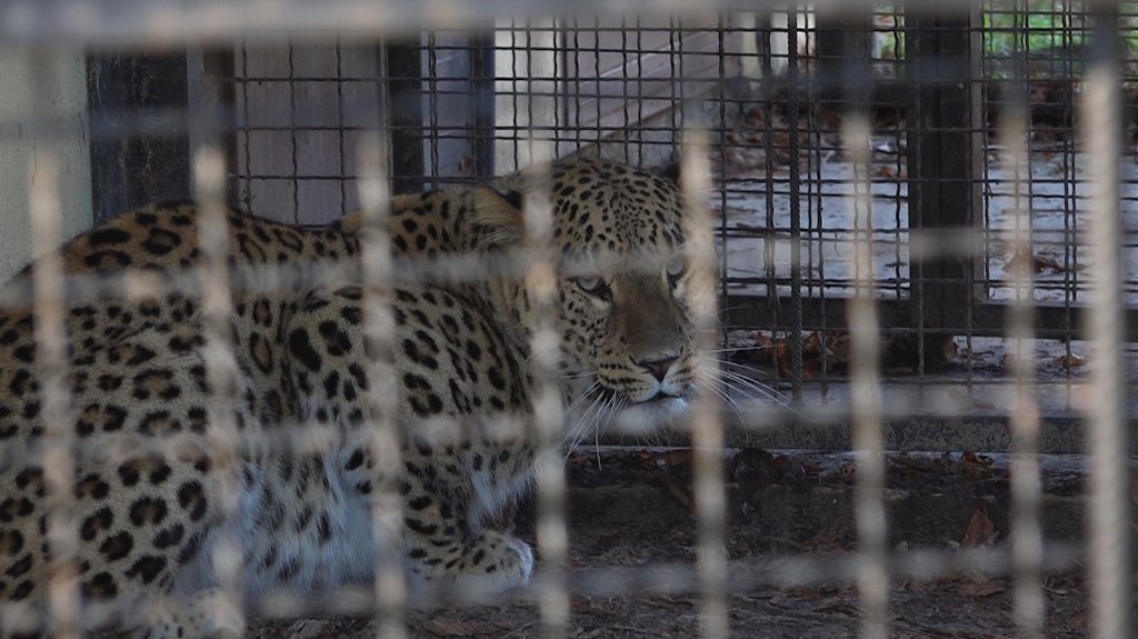 Ženka leoparda stradala tokom parenja