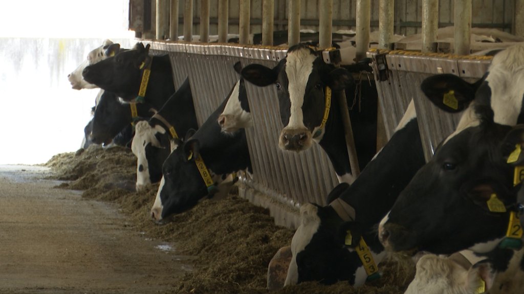 Otkupna cena mleka neodrživa, farmeri u startu u minusu 10 dinara po litru