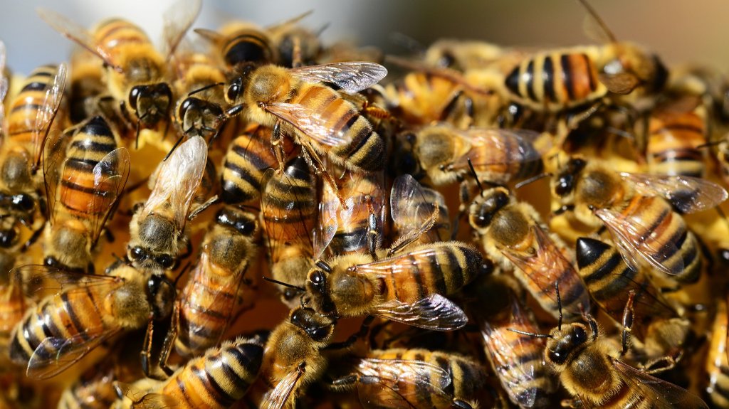 Za nova pčelinja društva i opremu za pčelarstvo 30 miliona