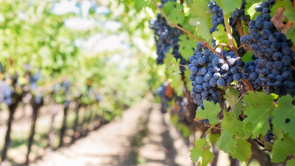 Sredstva za mehanizaciju za voćarsko-vinogradarsku proizvodnju
