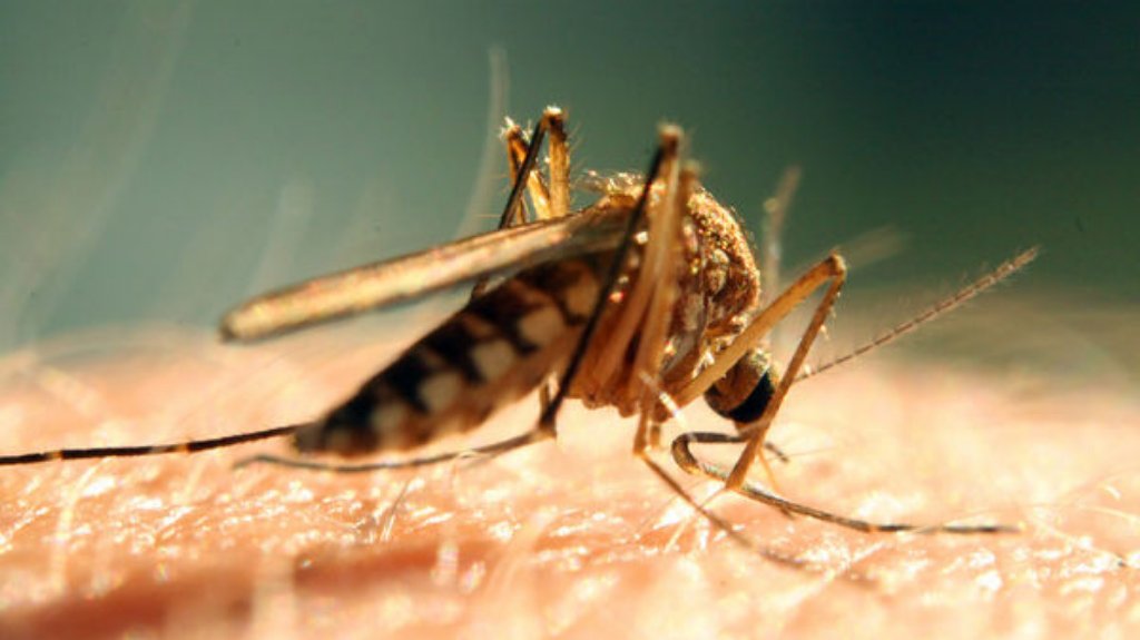 Kombinovani tretman suzbijanja komaraca od 26. avgusta
